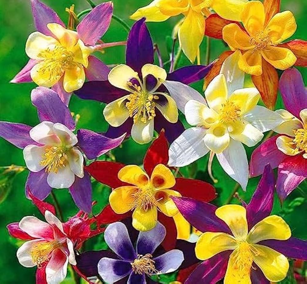 Columbine (flower Aquilegia Winky Double Mix) for planting in garden